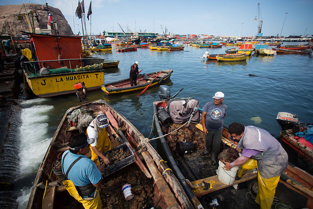 Industria pesquera del norte «captura» a dirigentes artesanales para evitar acción judicial por quebrar norma de perforación