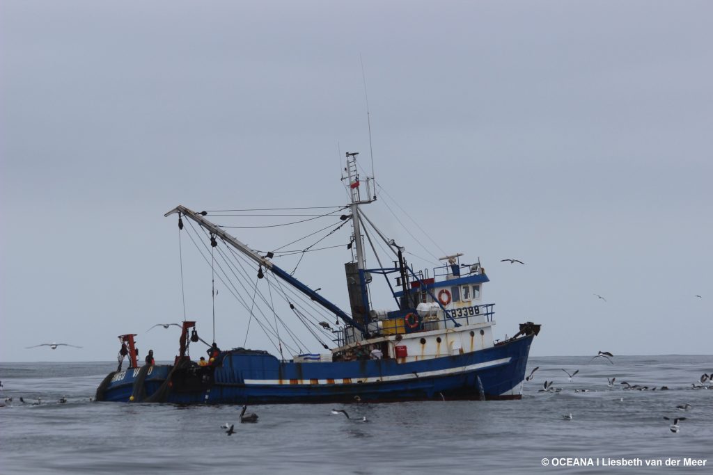 VIDEO| Proponen medidas para eliminar progresivamente la pesca de arrastre de fondo