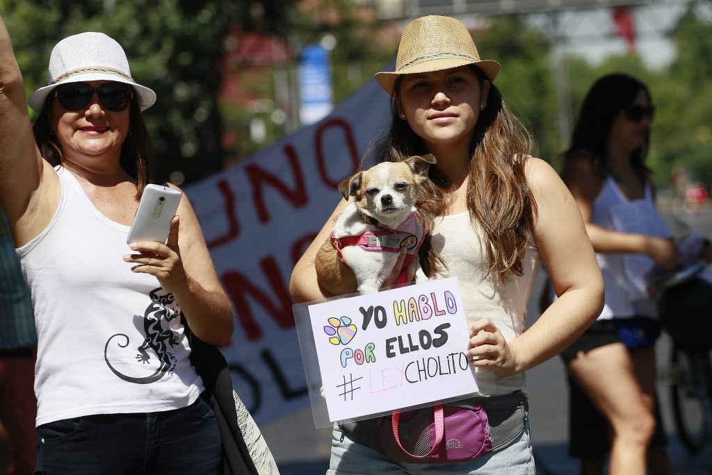 Ley de Tenencia Responsable de Mascotas está más cerca de ser una realidad en Chile