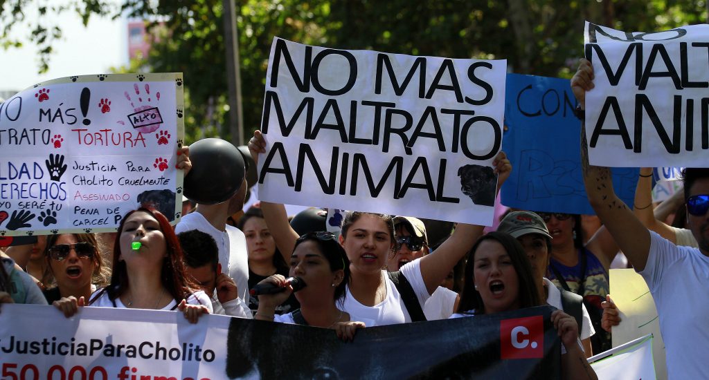 Nuevo caso de maltrato animal en Puerto Montt: Perro fue asfixiado y golpeado hasta la muerte por una pareja