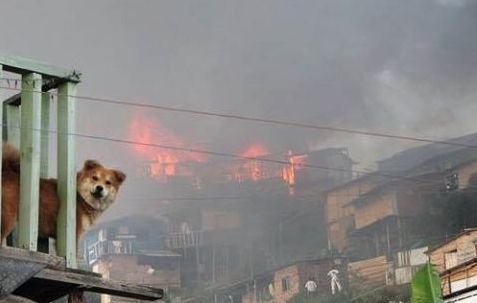 Municipalidad de Valparaíso implementa albergue para animalitos afectados por incendio