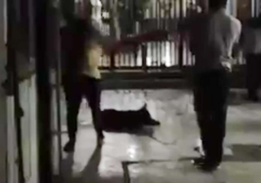 VIDEO| Hombre que golpeó a perro Cholito se defiende: «El perrito no está muerto»