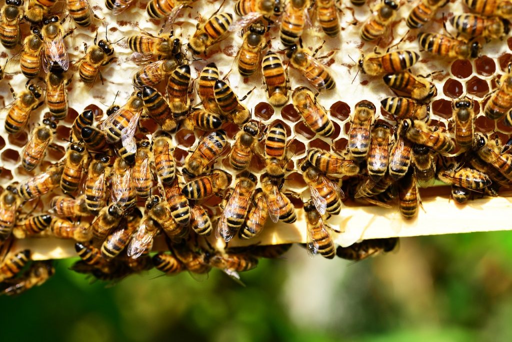 Campaña llama a donar azúcar para salvar abejas afectadas por incendios