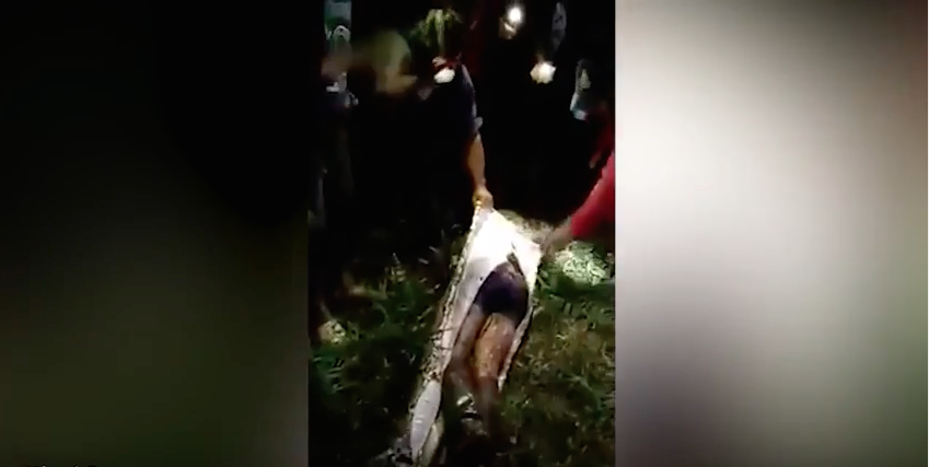 VIDEO| Impactante: Serpiente de 7 metros se tragó entero a un hombre en Indonesia