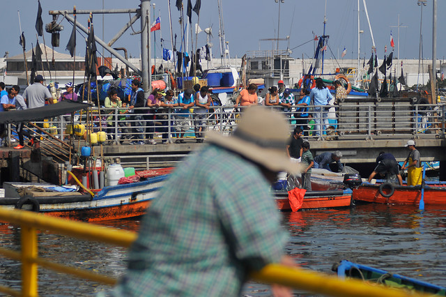 Pescadores artesanales denuncian que matrículas de sus embarcaciones han sido «clonadas» en tres regiones del país