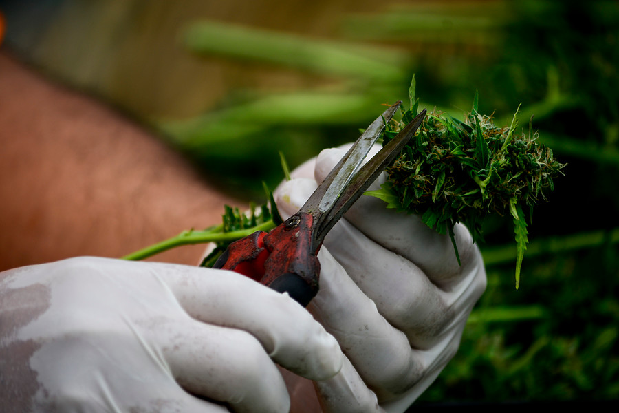 Chile inicia inédita venta de dos fármacos a base de cannabis sativa