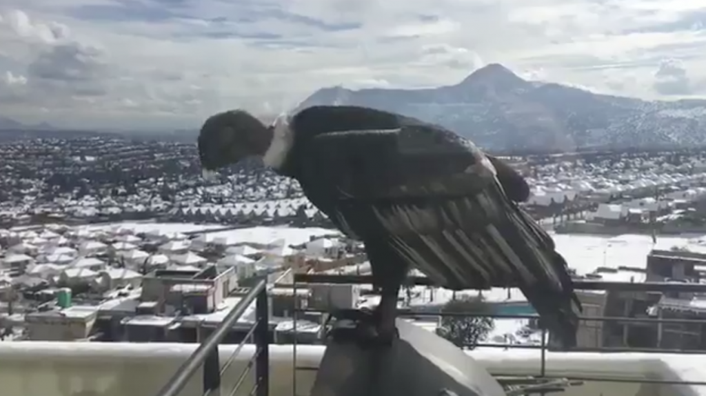 VIDEO| Cóndor sorprende en terraza de departamento en Las Condes tras nevazón
