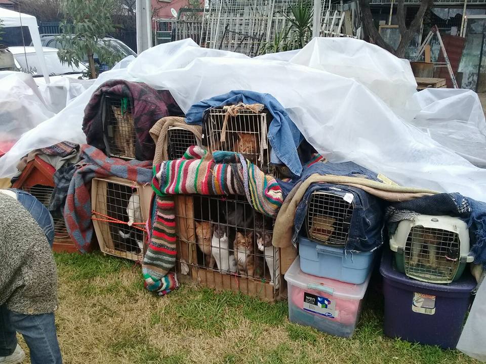 «Nos quedamos sin hogar»: Realizan jornada de adopción para ayudar a anciana que fue desalojada junto a sus 24 gatos