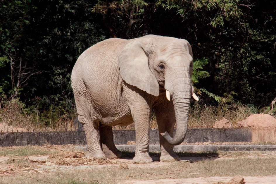 Argentino murió aplastado por un elefante mientras se encontraba de caza en Namibia
