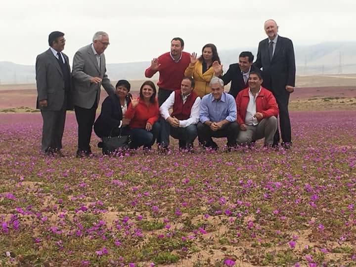 REDES| «Dicen que hay que cuidar el desierto y no pisar las flores»: Polémica por foto de Piñera en desierto florido