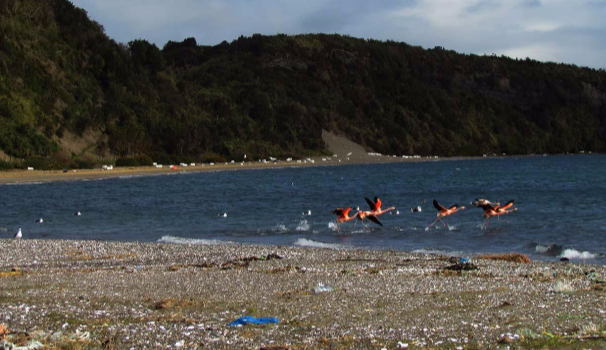 FOTOS| Las playas de Chiloé están llenas de basura industrial