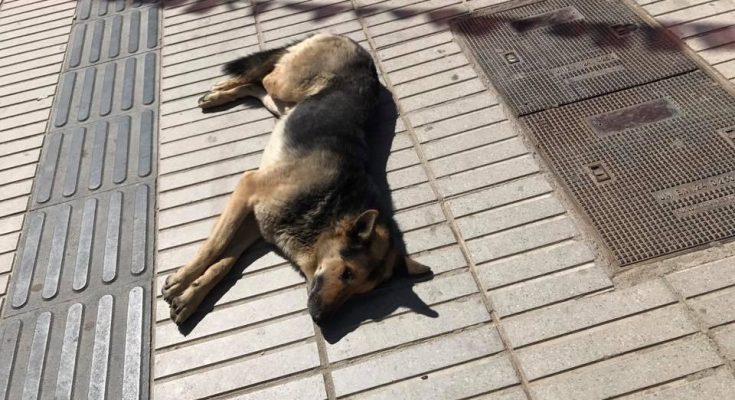 La historia de abandono de Orejón, el perro «ladrón de empanadas» de Andacollo