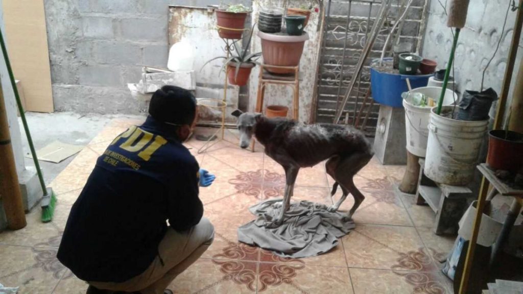 Grave maltrato de perra galgo: Hombre de Arica es el primer imputado por «Ley Cholito»