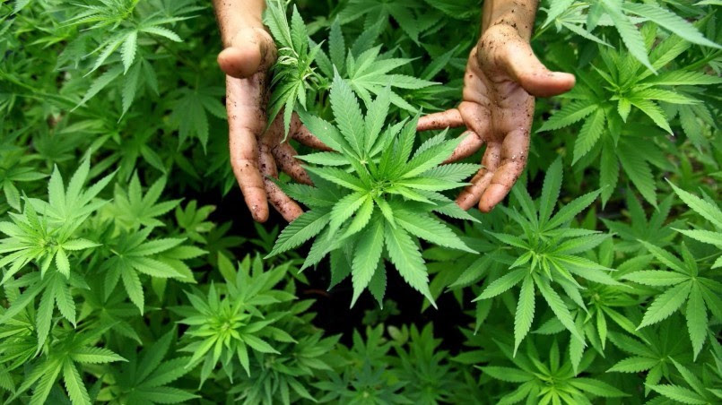 Minsal revisará decisión del ISP que impide entrega gratuita de fármaco a base de cannabis a pacientes con dolor crónico