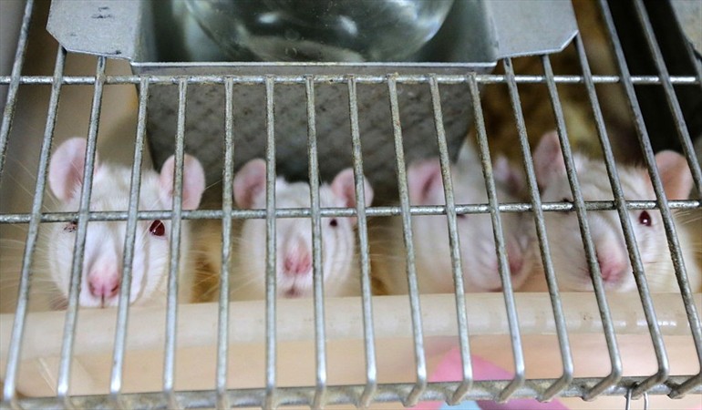 Grupo animalista libera ratas de laboratorio para que sean libres, pero éstas mueren de frío y atacadas por perros