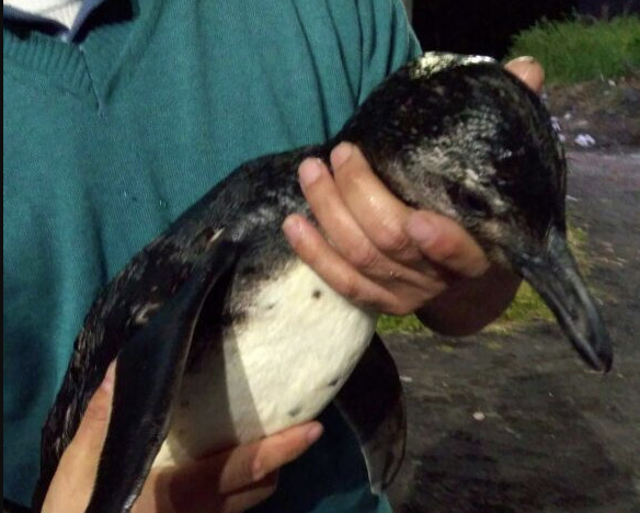 Muere Pingüino de Humboldt que no pudo recibir cuidados: SAG y Sernapesca no atienden en fin de semana