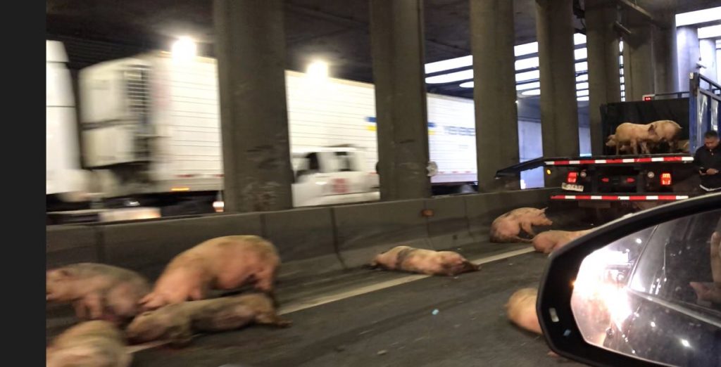 Choque de camión cargado con cerdos deja una decena de animales muertos y heridos