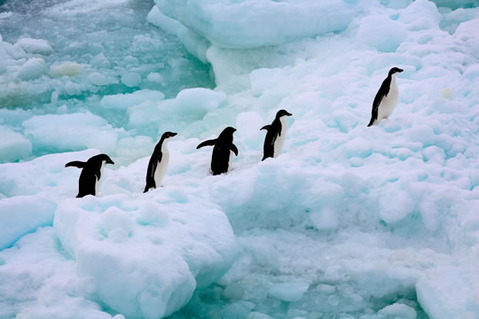Muerte masiva de colonia de pingüinos en la Antártida alerta sobre efectos del cambio climático