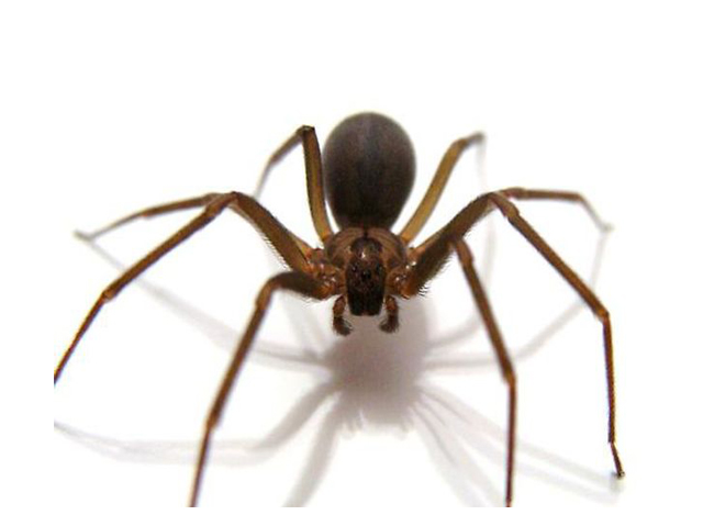 Expertos descubren tres arañas venenosas chilenas tan peligrosas como la de rincón