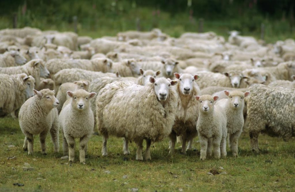 Sodalicio de Vida Cristiana: Pastores con piel de oveja