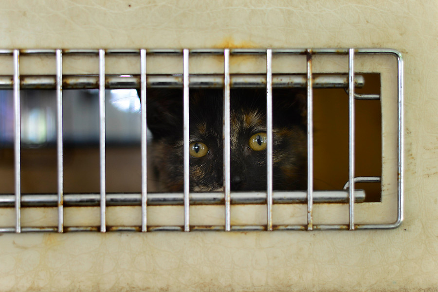 Grave caso de maltrato animal en Concepción: Mutilaron a un gato con un cuchillo