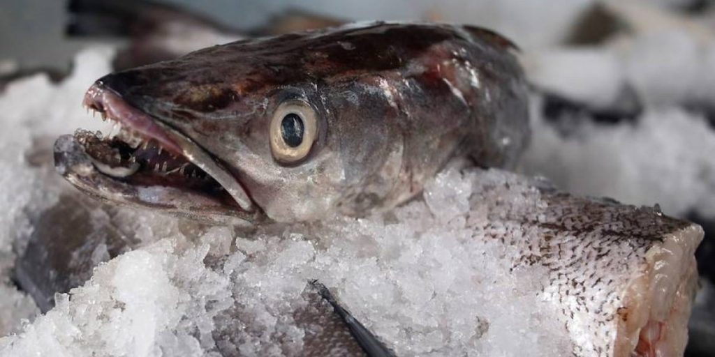 Vicios en licitación del jurel: Pescadores artesanales denuncian a la subsecretaría de Pesca ante Contraloría