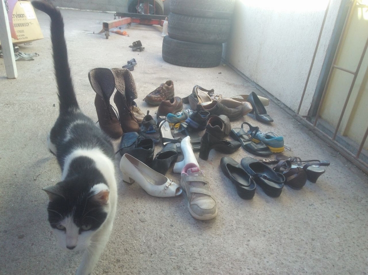 Gatitos agradecidos: Roban zapatos y juguetes para trabajador que los alimenta en Calama