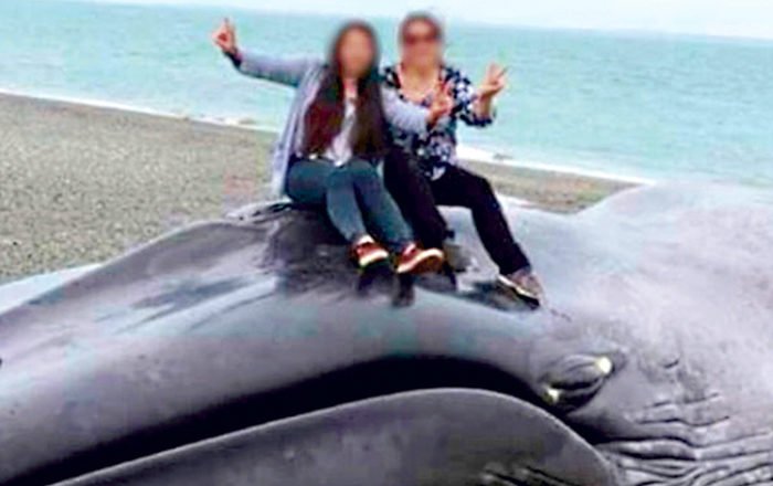 Mujer que se fotografió con ballena varada en Punta Arenas ante amenazas: «Quien nada hace nada teme»