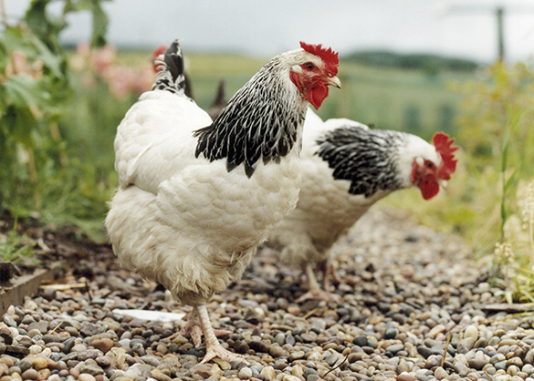 Francia sólo permitirá huevos de «gallina feliz» a partir de 2022
