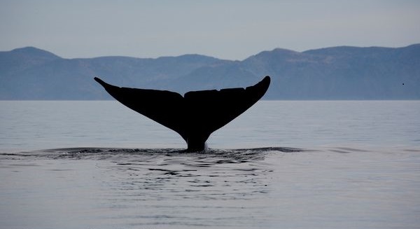 Denuncian que agua de buques salmoneros con marea roja está siendo vertida en hábitat de ballenas azules