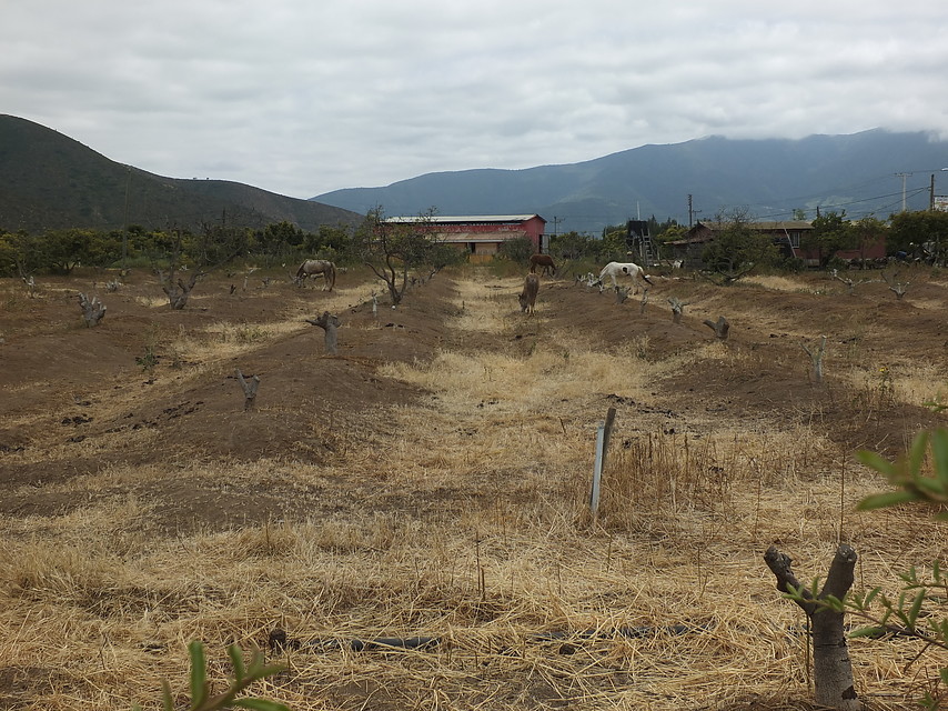 Al borde de la sequía total: Reportaje reveló que Cabildo podría convertirse en la primera comuna del país sin agua
