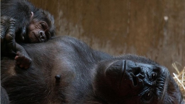 VIDEO| El emocionante nacimiento de un bebé gorila en peligro de extinción que enternece al mundo
