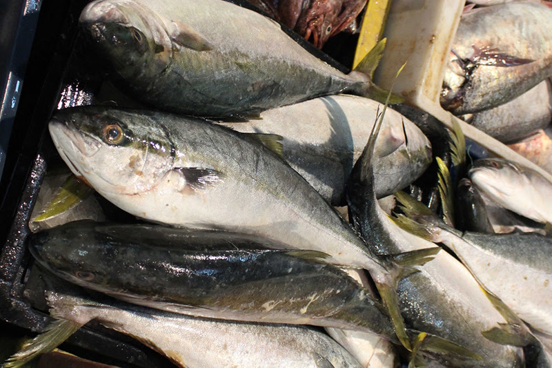 Investigadores logran determinar cantidad de Omega 3 presente en pescados chilenos
