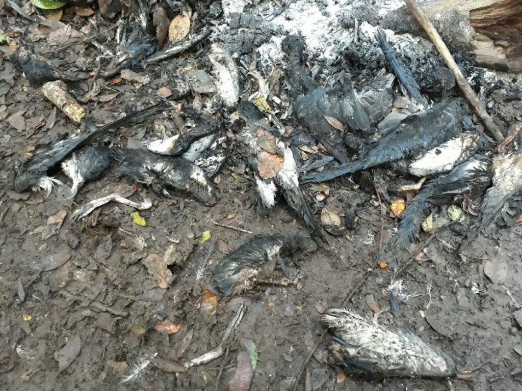 Encuentran muertos 200 ejemplares de ave en peligro de extinción en Isla Mocha