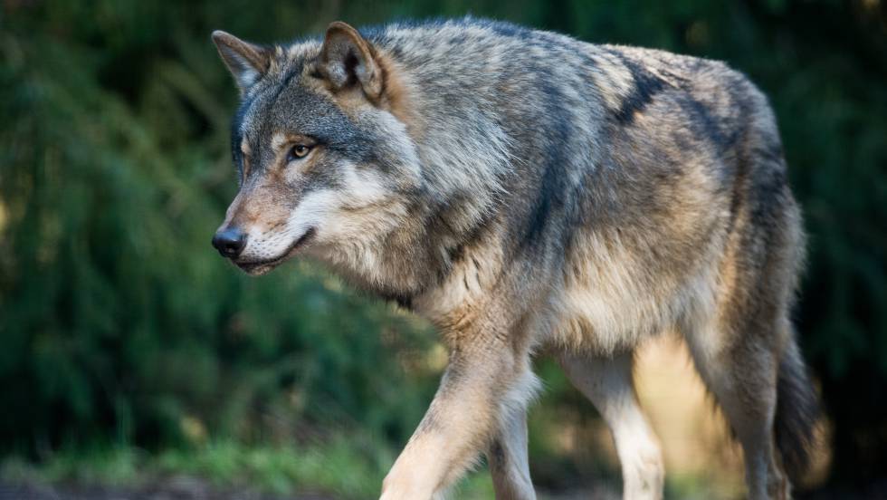 Acusan a familiar de miembro del gobierno danés de matar a la única loba salvaje de Dinamarca
