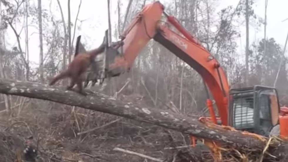VIDEO| Desolador: Orangután enfrentó a excavadora que destruía su hábitat en Indonesia