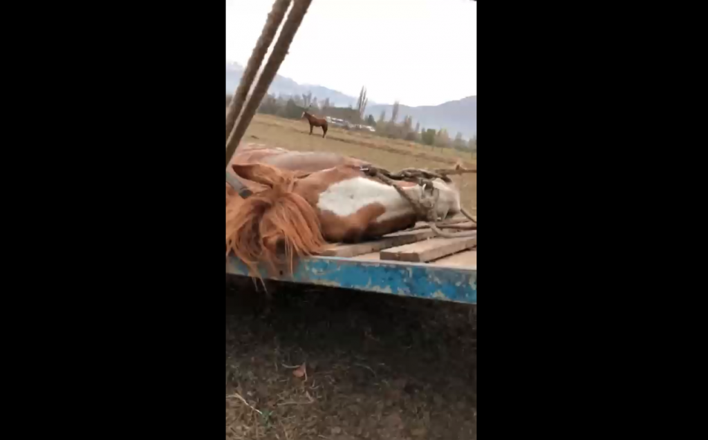 VIDEO| Registran brutal agresión a un caballo en Los Andes