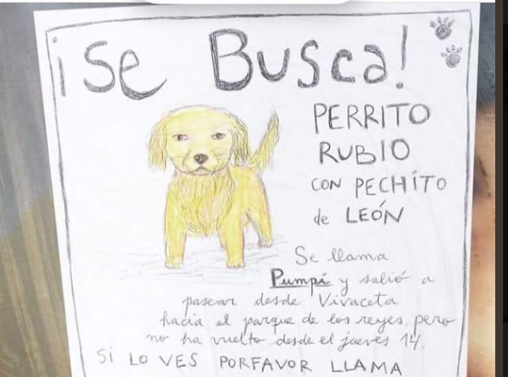 Final feliz: Encuentran a perrito perdido que sus dueños buscaban con un dibujo hecho a mano