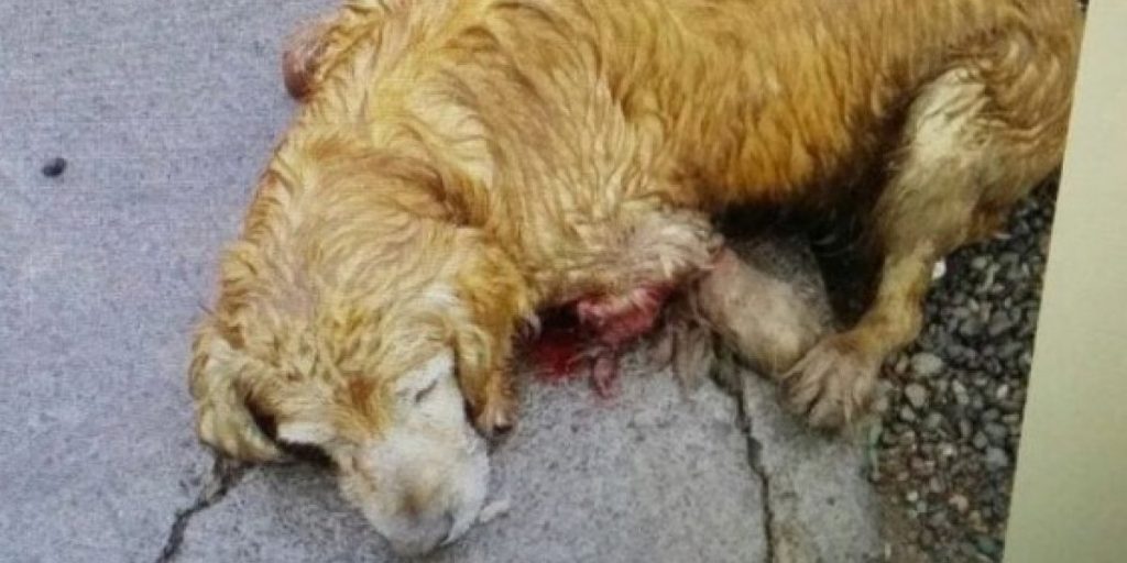 Llaman a manifestarse contra el maltrato animal: Perro fue mutilado, apuñalado y quebraron sus extremidades en La Florida