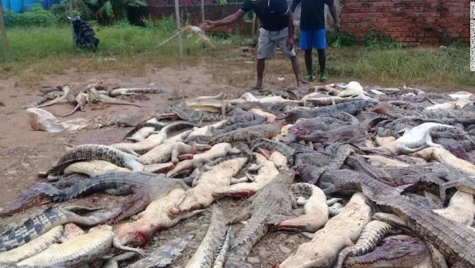 Cerca de 300 cocodrilos fueron masacrados por multitud que «vengaba» muerte de un hombre en Indonesia