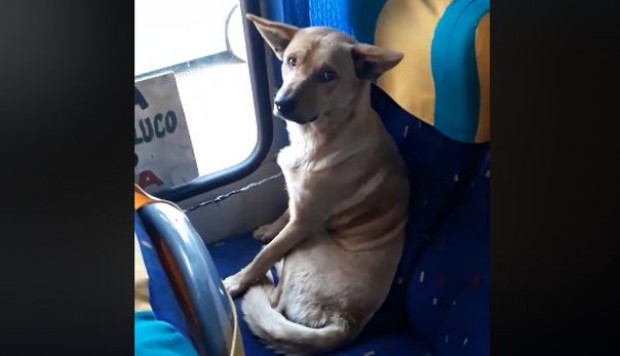 VIDEO| Chofer del Maule da el ejemplo al proteger a perro callejero que subió a su bus: «No lo quise bajar porque debe tener frío»