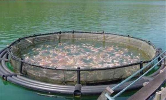 Superintendencia ordena detener funciones a Marine Harvest por fuga de salmones