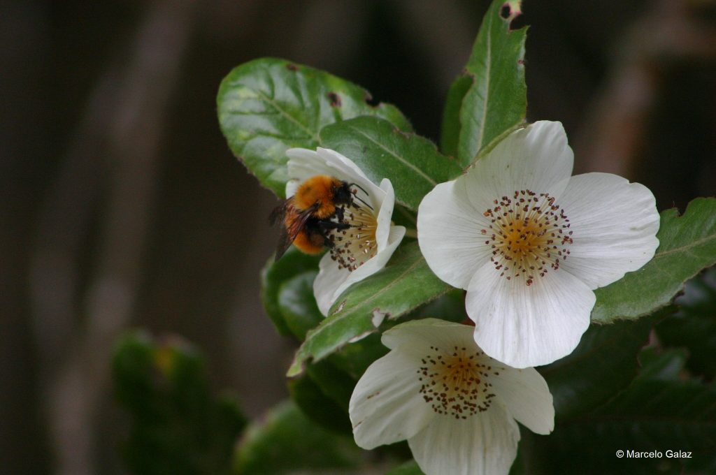 Abejas chilenas en crisis: Especie europea pone en peligro al abejorro nativo
