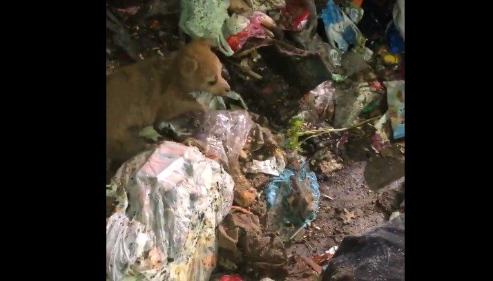 VIDEO| «Hoy nos ganamos el cielo en mi laburo»: La historia de los trabajadores que rescataron un cachorro de un camión de basura