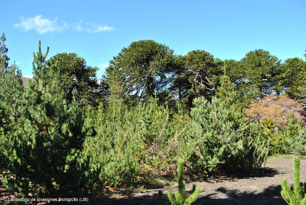 Invasión de pinos: Estudio revela la necesidad de mejorar la educación ambiental en el país