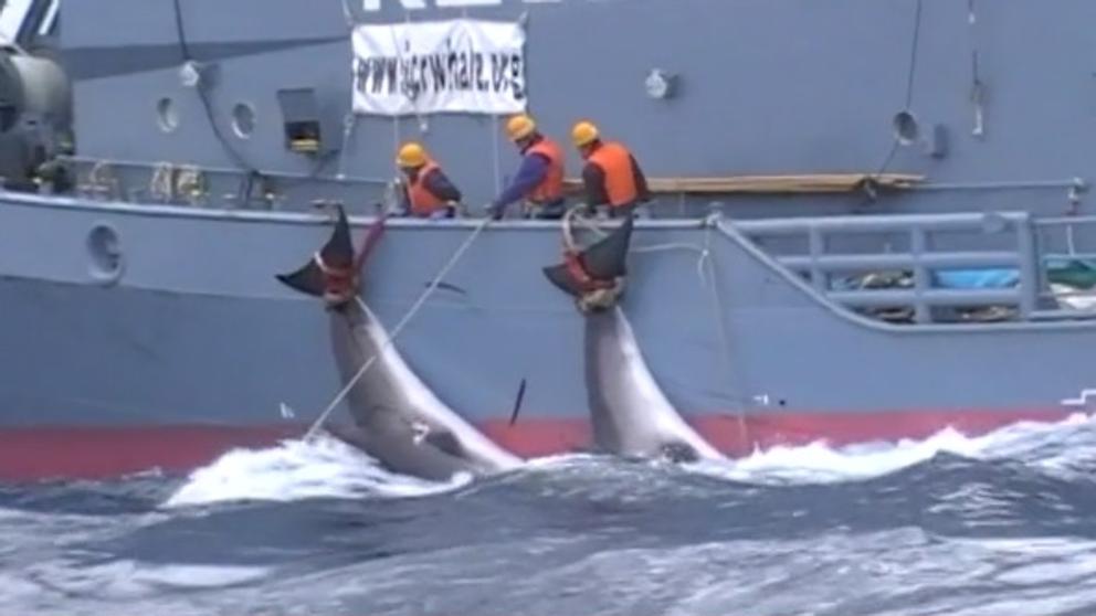 Japón insiste en la caza de ballenas: 177 ejemplares fueron capturados «con fines científicos»