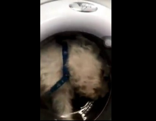 Tortura animal: Filmó a su perro dentro de la lavadora para hacerse famosa y recibió la indignación de Instagram