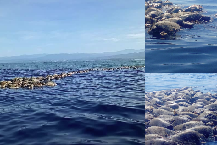 Hallan a 300 tortugas en peligro de extinción muertas y atrapadas en redes de pesca en la costa mexicana