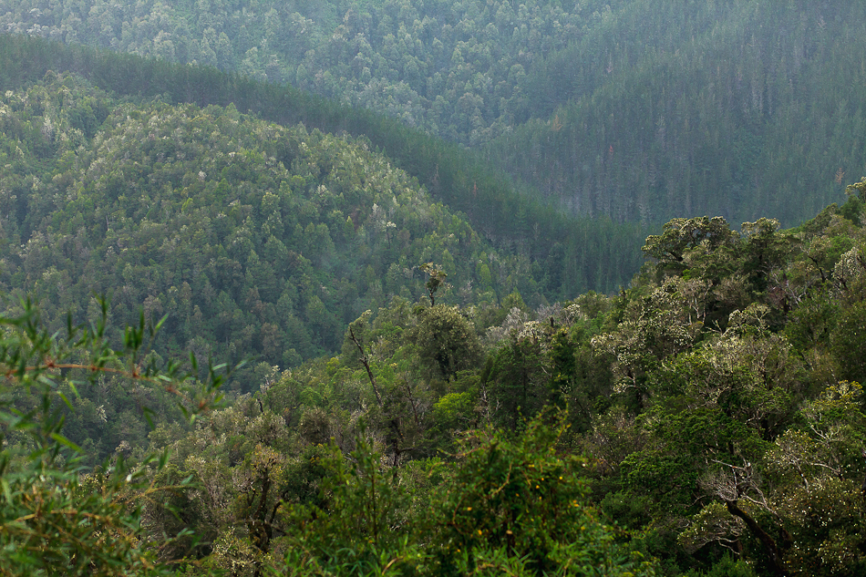 El despojo de la dictadura: Cómo Pinochet garantizó el negocio redondo de las forestales con el territorio mapuche