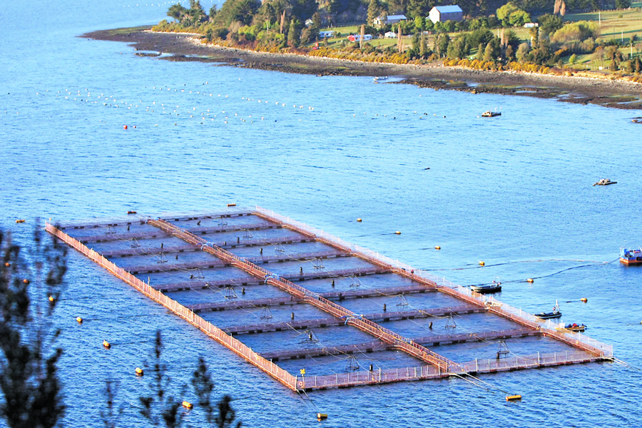 Transnacional noruega Marine Harvest intenta realizar el mayor fraude ambiental de la industria salmonera en Chile